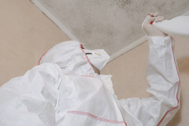 Best Mold Removal Specialists  in Ocean Grove, MA