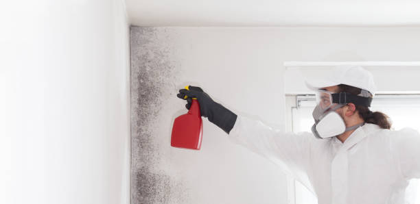 Best Crawl Space Mold Removal  in Ocean Grove, MA