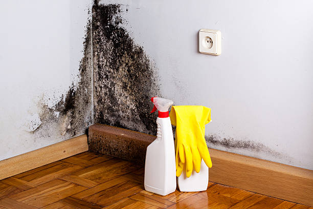 Best Toxic Mold Removal  in Ocean Grove, MA