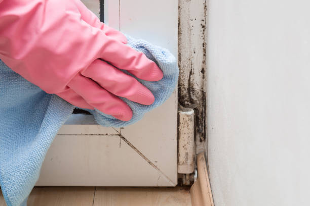Best Commercial Mold Removal  in Ocean Grove, MA