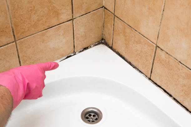 Best Certified Mold Removal  in Ocean Grove, MA