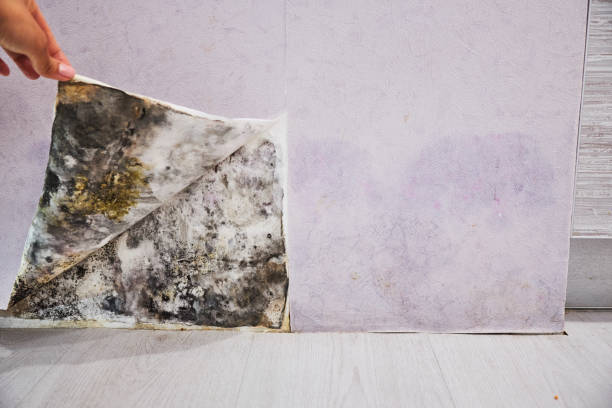 Best Attic Mold Removal  in Ocean Grove, MA
